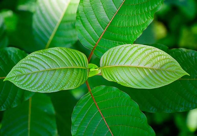 The Situation of Kratom in Alternative Medicine